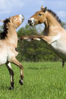 Аскания-Нова