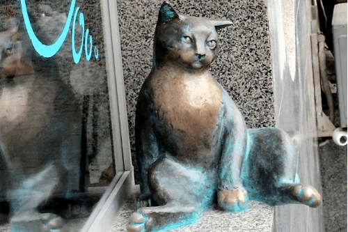 cat-on-the-window