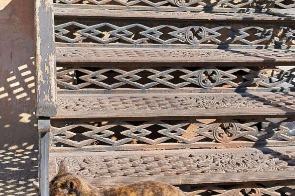 Одеські котики Одеські котики