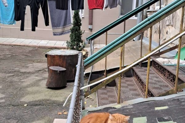 котики у дворі котики у дворі