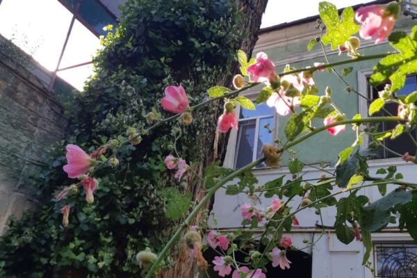 одеські двори одеські двори