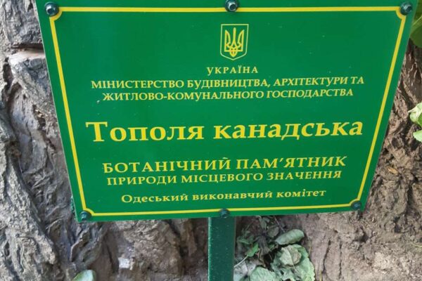 унікальні дерева в одеських дворах унікальні дерева в одеських дворах
